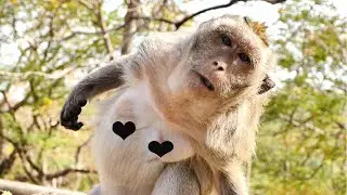 Congratulation To Grandma Monkey Malida That Becomes Pregnant And Now Martin Stops Chasing Her Well