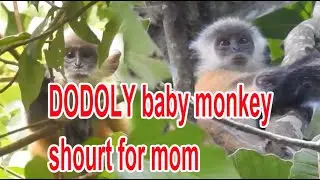 dodoly baby monkey shouts for mom|silver leaf monkey #30|wildlife99