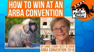 Holland Lops How to win Best in Show at an ARBA Convention. Featuring Chris Zemny BIS