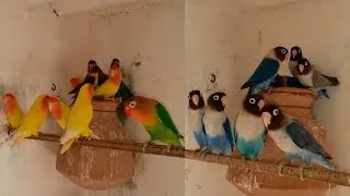 Lovebirds Colony Voilet - Fisher - Blue Pasnata & Lotino