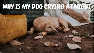 Why Is My Dog Crying At Night