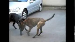 Spa&szlig; Hundekampf mit Emely