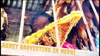 Honey Harvesting in Arghakhanchi Nepal | Traditional Beehive ( मौरिको घार ) | Beautiful Village Life