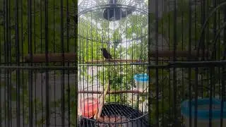 Putar ini……. Di jamin kolibri Ninja yang susah bunyi langsung  gacor 