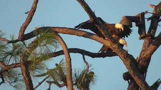 SWFL Eagles_ On 