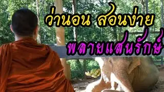 พลายแสนรักษ์ ว่านอนสอนง่าย #พลายแสนรักษ์#พลายเป๊ปซี่ #Elephant #ช้าง #พระครูอ๊อด #แสนรัก #ช้างน่ารัก