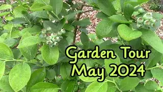 Garden Tour ~ May 2024 ~ Backyard Veggie Garden ~ Raised Beds