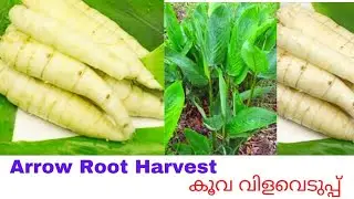 Arrowroot Harvesting:കൂവ വിളവെടുപ്പ്.#Arrowroot recipe