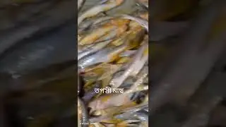 তপসি মাছ #fishkingbd #fishingmusic #fishing #fishking #fishingplaylist #fishingsong #lovesong