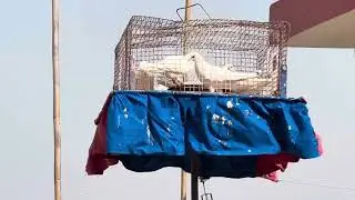 Mor bappiana #trend #pigeon 