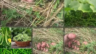 Kashmiri Aaloo # trending video # kitchen garden 🥔@ Gazifast food subscribe like share comment 🙏