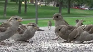 Feeding Birds at Loring Park Minneapolis