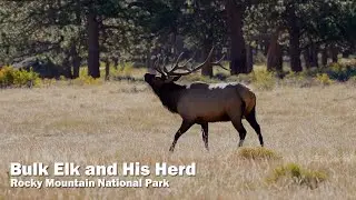 A Bull Elk Watching over His Herd