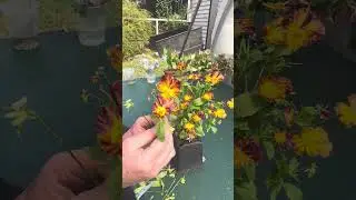 Cut flower arrangement with pansies!