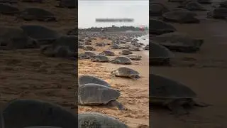 5 -7 Lakhs Turtles🐢 came every year, odisha !?! 🤷🤯🤯 #facts #knowledge #savenature #youtubeshorts