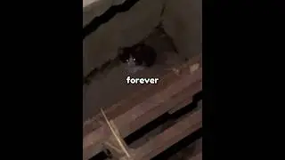 They Found A Kitten Trapped In A Gutter 😢💔 #shorts