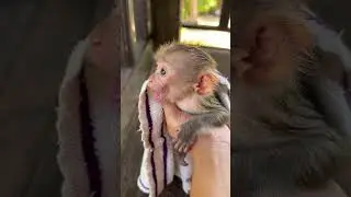 BEBE MACACO CHORA PELA M&Atilde;E