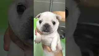 ОЧИСТИ МОЮ КРАСОТКУ #длятебя #пиббл #милый