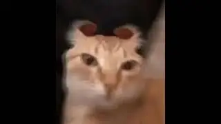 Battle against a silly lil guy