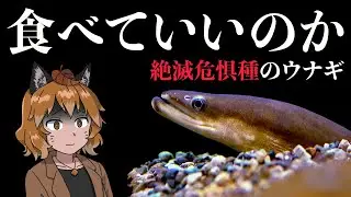 【闇深】絶滅危惧種のウナギ、食べてもいいの？深刻な稚魚密漁問題