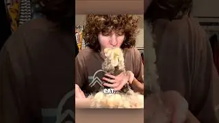 #likechallenge