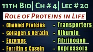 Role of Proteins in Life| 11th Bio New Book| Chap # 4| Lec # 20| Functions of Proteins in Organisms