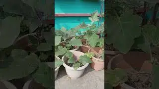 my roof top garden 1