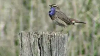 Blaukehlchen (Luscinia svecica cyanecula). Gesang. Song of Bluethroat. Ein Video von KLAUS TAUX