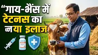 Learn Treatment Protocol ! Successful Tetanus Treatment of Cow…,