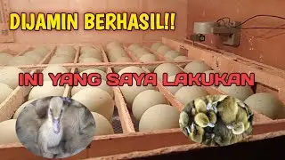 Bagaimana cara tetaskan telur bebek dengan mesin tetas telur otomatis 