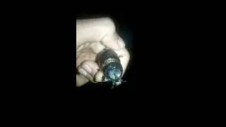 Strategus aloeus