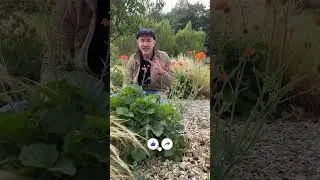 Repeat flowering perennials