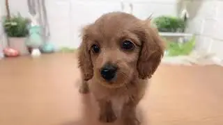 153735　ダップー