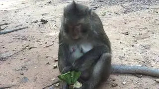 Monkey at Ankor wat 2017 shooted by kea kea
