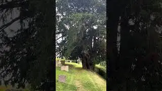 Enormous Yew Tree 🌳 next to Durley Church in Hampshire England - Church of the Holy Cross