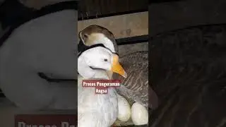 Proses Pengeraman Telur Angsa Selama 40 Hari