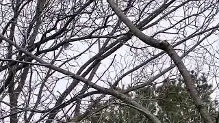 Yellow-bellied sapsucker (Sphyrapicus varius). MtAuburn, MA 19 April 2025. iPhone video.
