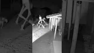 &iquest;Que es eso? #viralvideo #terrorymisterio #monstruos #brujas #animales #oscuridad