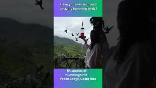 Hummingbirds of Costa Rica Nature's Tiny Marvels