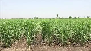 Importance of Ratooning in Sugarcane Farming