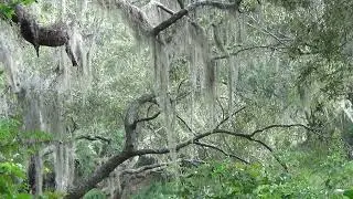 Swamp Talk: If you live a simple and mellow calm life you will always find Happiness and Serenity!
