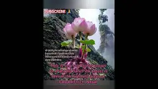Himalayan  Rear flowers      Nepal🇳🇵  #himalayan #flowers  #india  #nepal  #naturephotography