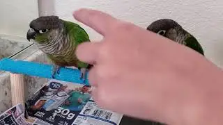 Conure Kiss Training