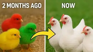 Cute Colorful Baby Chicks Growing into White Chickens | 2 Months Transformation Story