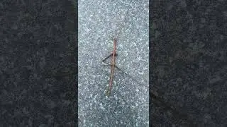Stick bugs, stick insects phasmids, are insects that mimic the sticks or twigs to avoid predators.