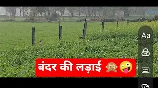 Monkey ki faight 🙊🤪#monkey#ki #faight#viralvideo#dog#doglovers#animalslovers