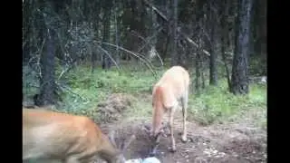 2015 Trail Cam Videos Of Whitetail deer..