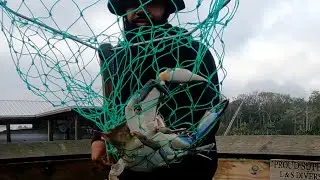 Catching Blue Crabs With Some Shrimp Action Also!!!