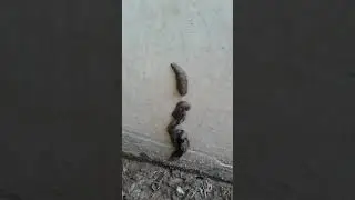 Sand slugs..2019 KSA