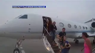 Private Jet carries Texas Hurricane Dogs to Safety